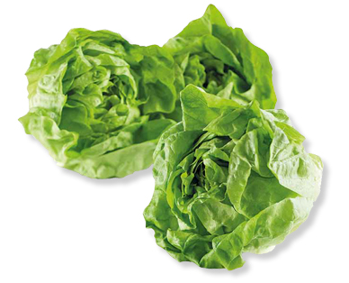 Lattuga
