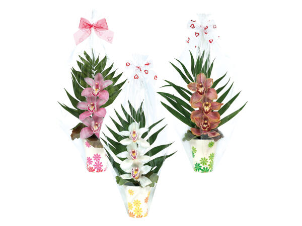 Mother's Day Tiered Orchid