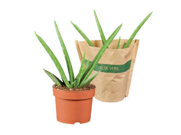 Aloe vera