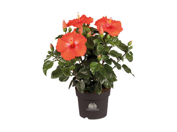 Stor hibiskus