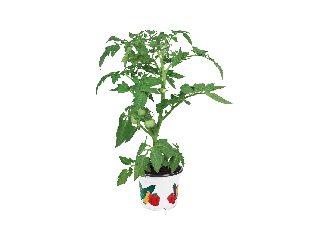 Vegetable Plants 1