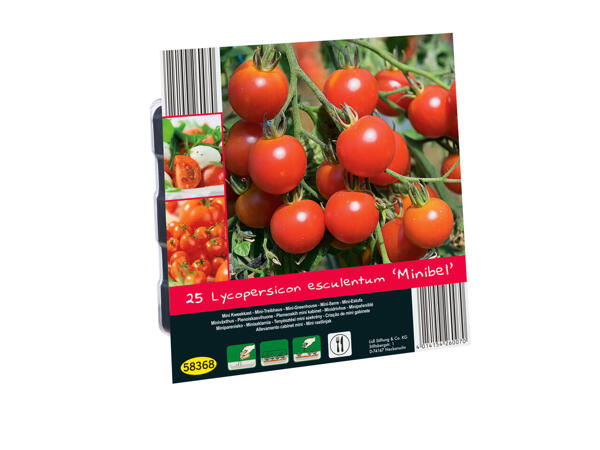 Oignons à planter ou mini-serre