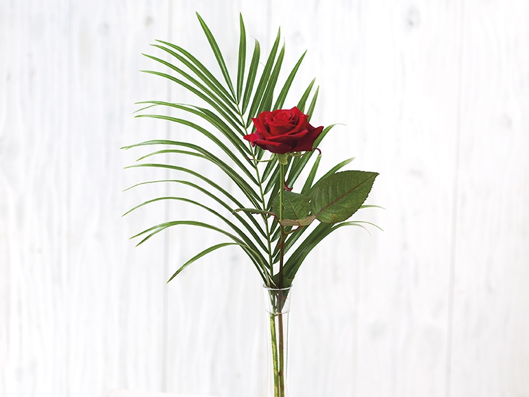 Single red rose