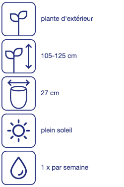 Palmier