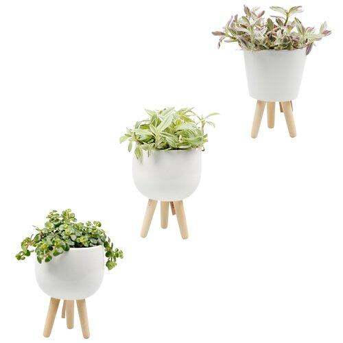 GARDENLINE GARDENLINE Pianta verdi in vaso