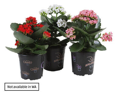 Kalanchoe 120mm