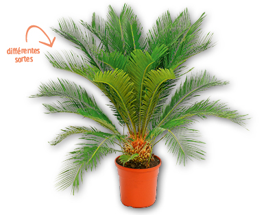 Palmiers exclusifs