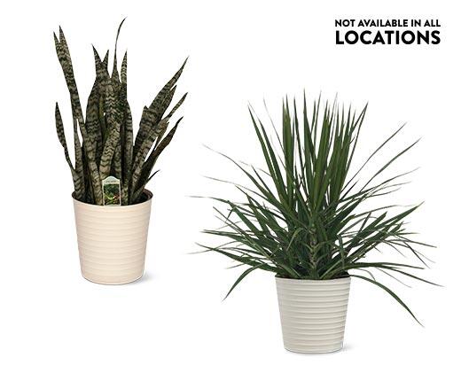 10" Foliage Assorted Varieties
