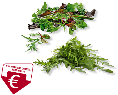 Salade à couper/Roquette
