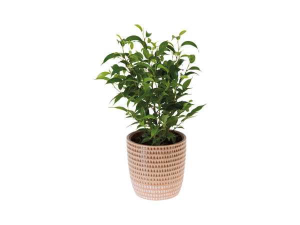 Green Plants in Ceramic