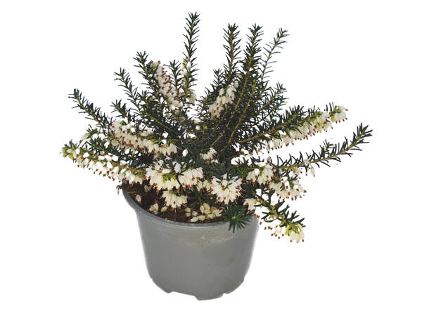 Small Flowering Heather