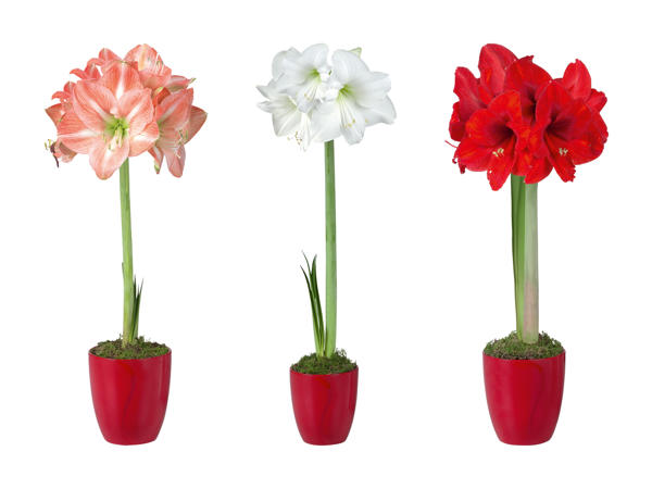 Amaryllis in vaso di ceramica rosso