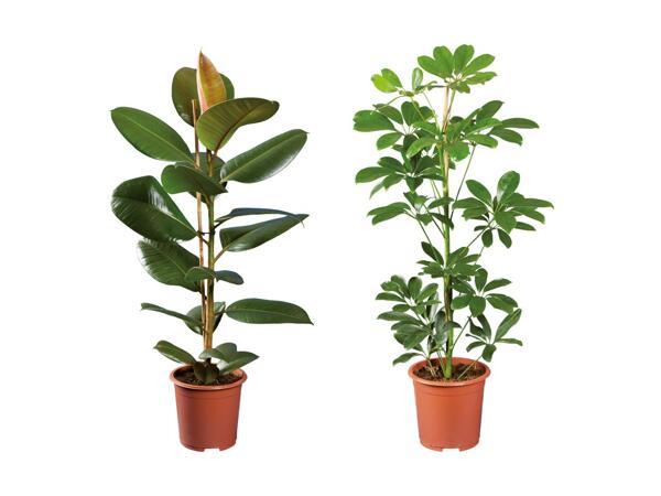 Grøn plante
