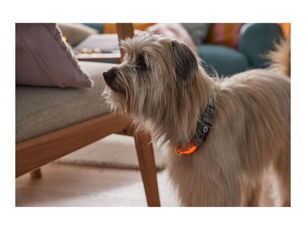 Zoofari LED Light-Up Band Dog Collar