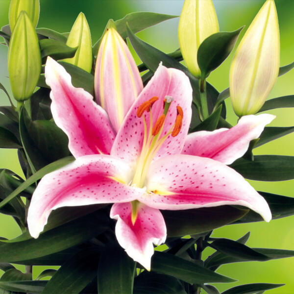 Lilien Starlight Express