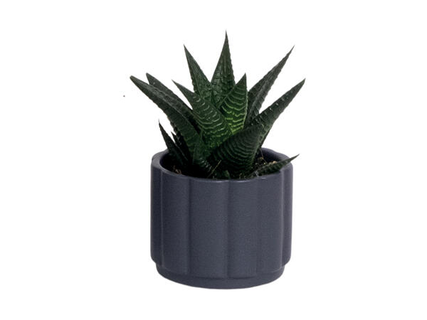 Grøn miniplante i keramik