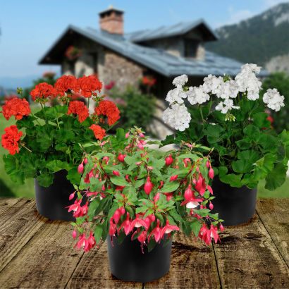Stor pelargonie eller fuchsia