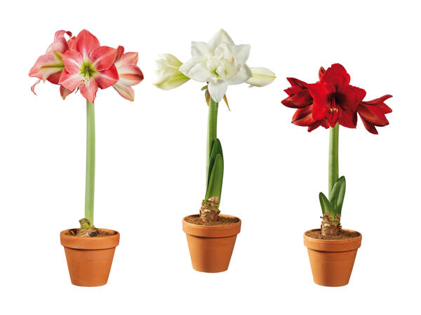 Amaryllis im Terracottatopf