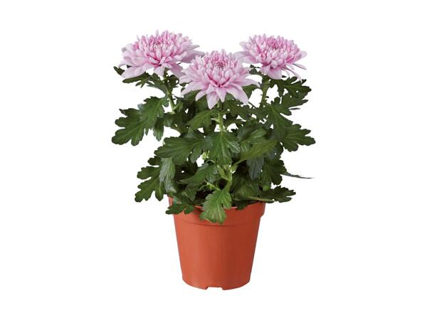 Krysantemum Zembla