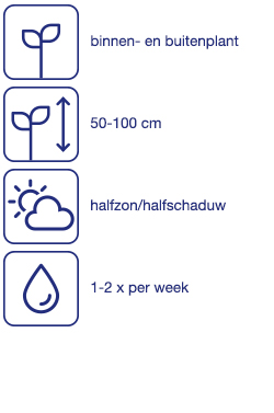 Winterharde siergrassen