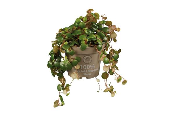Peperomia Mix