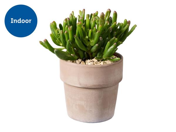 Succulents in Terracotta Pot