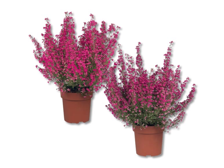 Erica gracilis (dès le 8.10.)