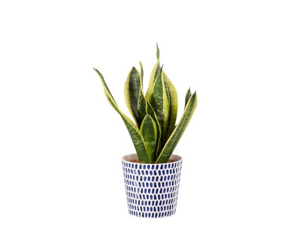 Green Plants