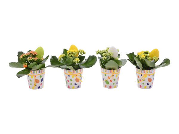 Kalanchoé de Pâques