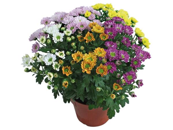 Chrysantheme „Elle Fleur"