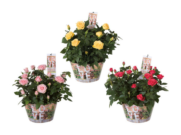 Rosier "Love" dans un pot de fleur