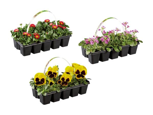 Forårsblomster