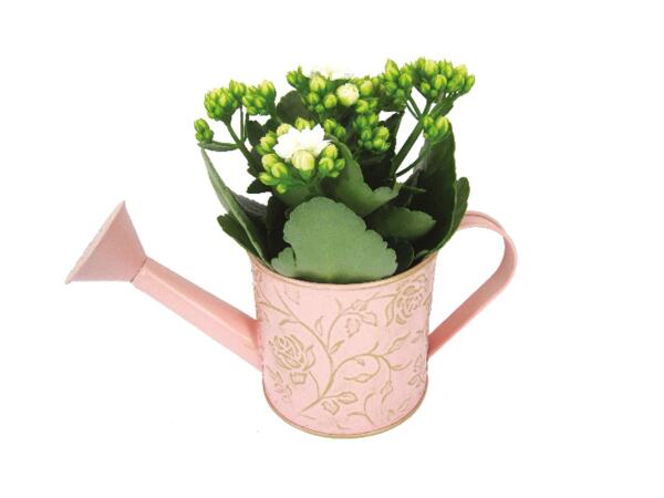 Kalanchoe Watering Can