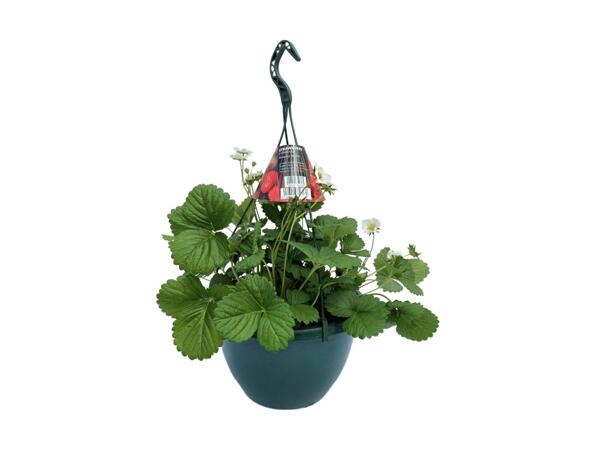 Strawberry Hanging Basket