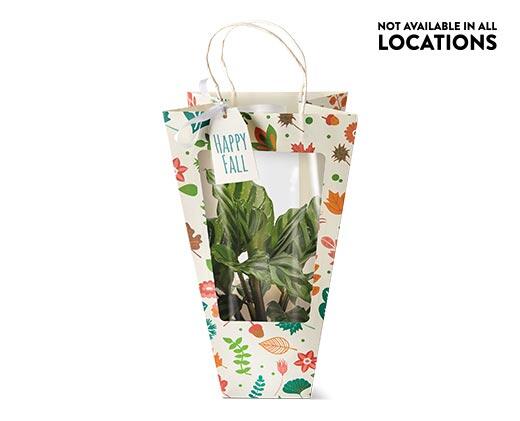 Decorated Foliage Bag Assorted Varieties