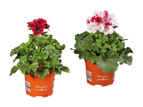 Pélargonium à grandes fleurs