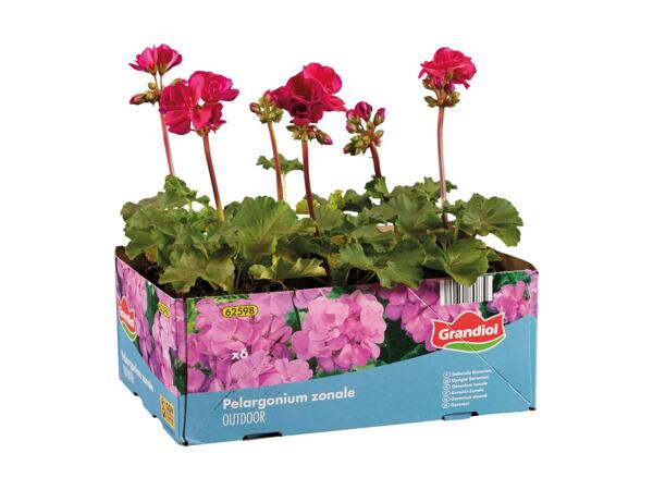 Pelargonie, hænge-pelargonie eller fuchsia
