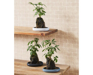 Indoor Desk Plant