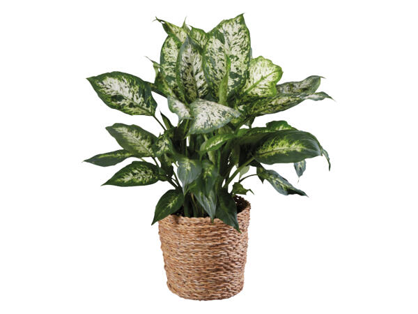 Tropical Green Houseplants