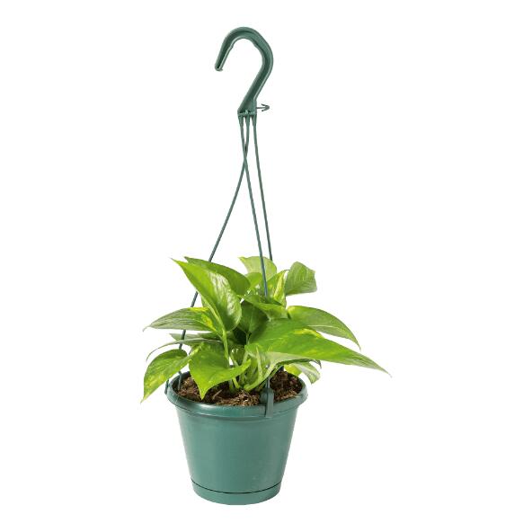 Hangplant