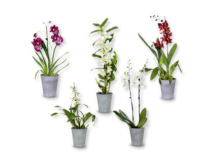 Orchidea