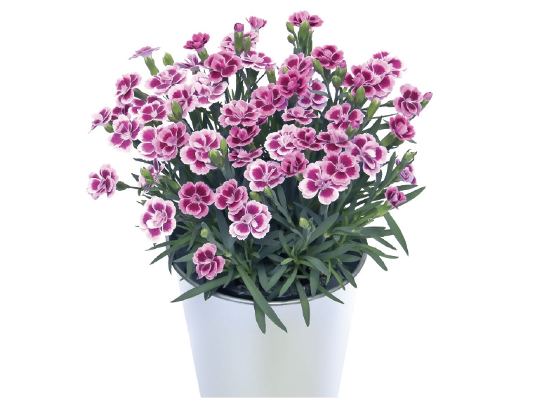Dianthus