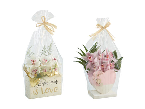 Cymbidium pour la Saint-Valentin