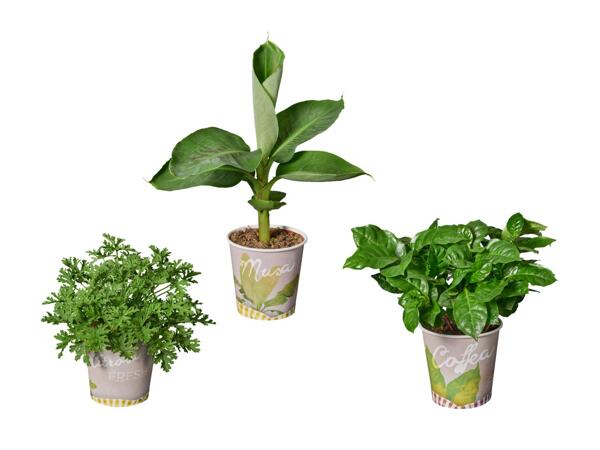 Piante da frutto in vaso
