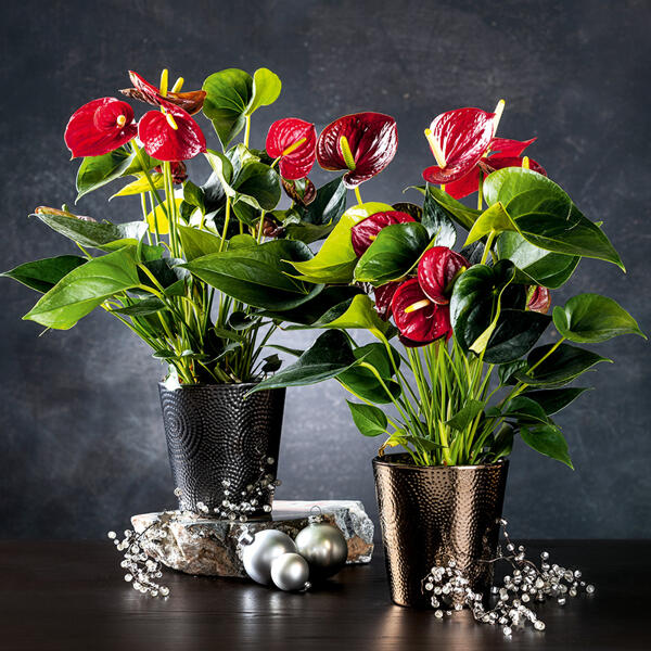 Flamingoblume "Anthurie"