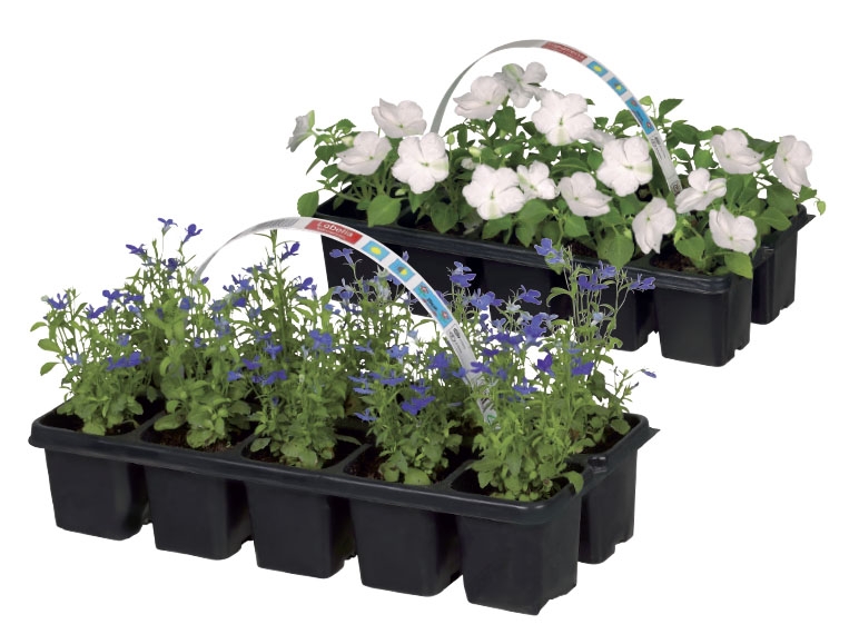Bedding Plants
