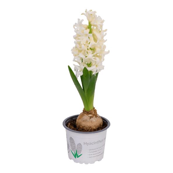 Hyacint, 9 cm