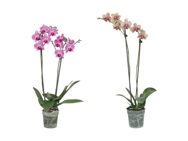 Phalaenopsis 2 tiges