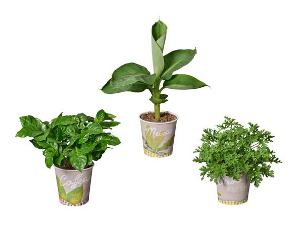 Plantes fruitières dans un godet