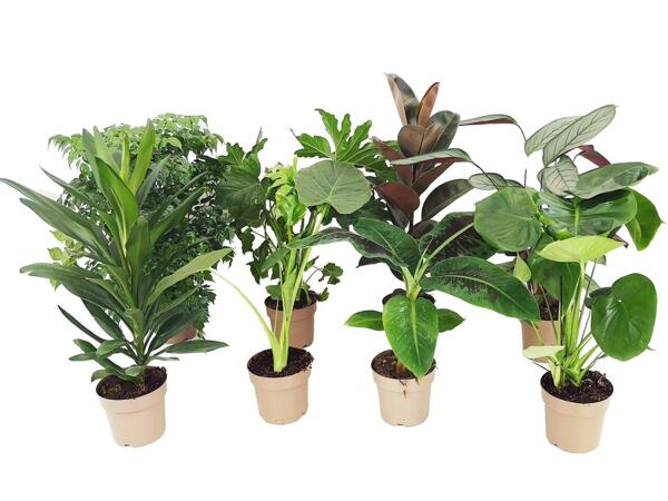Green Plants